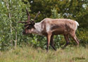 Rangifer tarandus